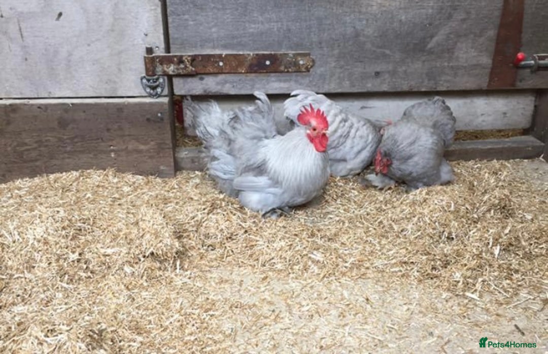 Chickens poultry for sale: Selection of stock cockerels good breeding stock - Image 7