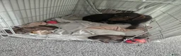 Springador dogs for sale: Springador puppies in Chichester - Advert 3