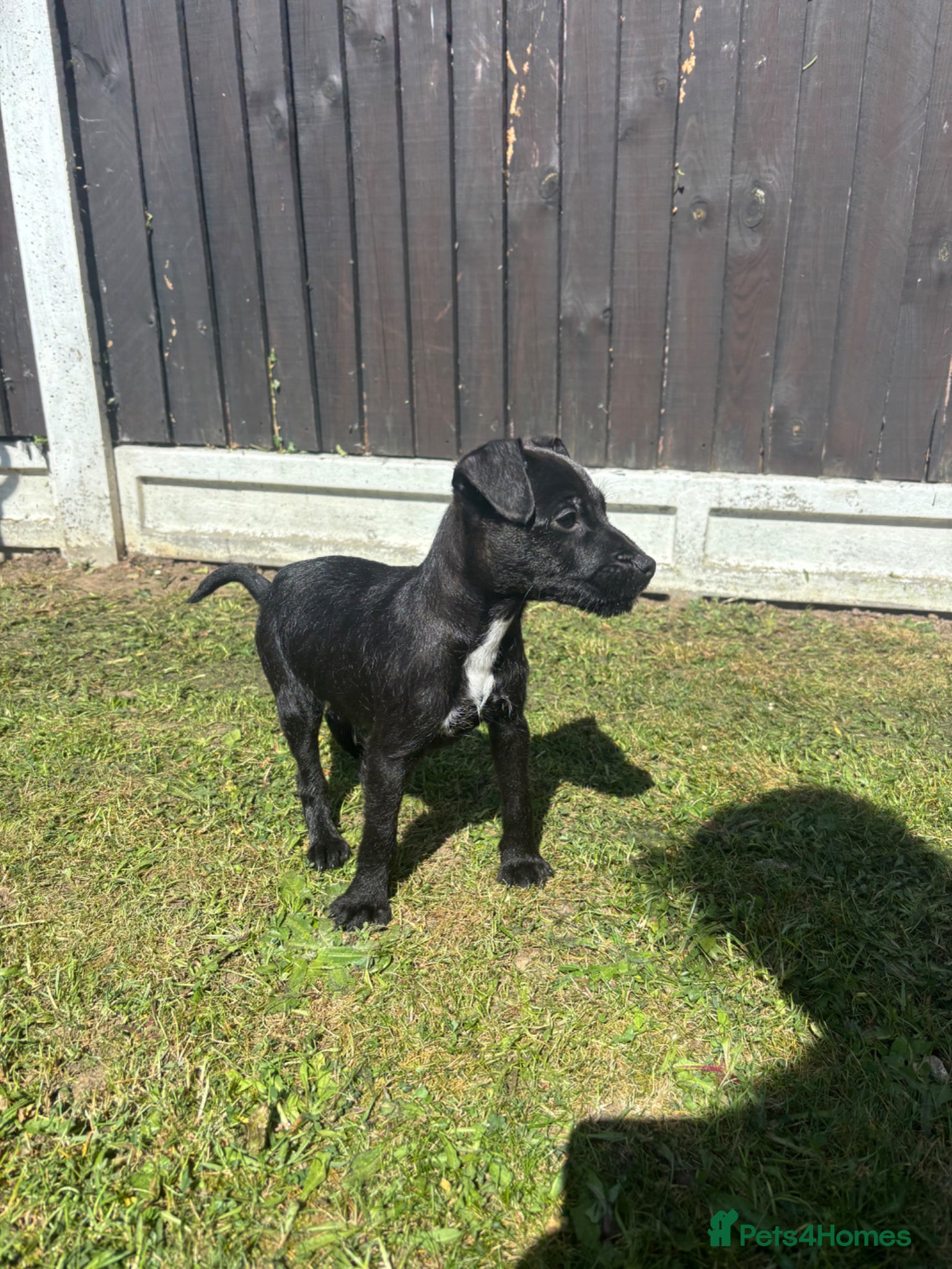 Patterdale Terrier dogs Beautiful Patterdale terriers  - Advert 1