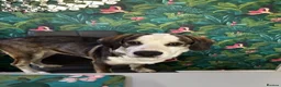 Mixed Breed dogs for sale: Cocker Spaniel x Husky Puppies - Advert 2