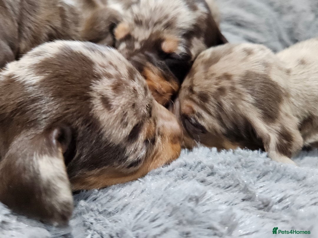 Dachshund dogs for sale: Dachshunds,Four girls and three boys - Advert 22
