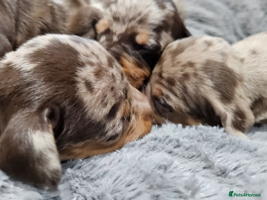 Dachshund dogs for sale: Dachshunds7puppies,only one brown girl left - Advert 17