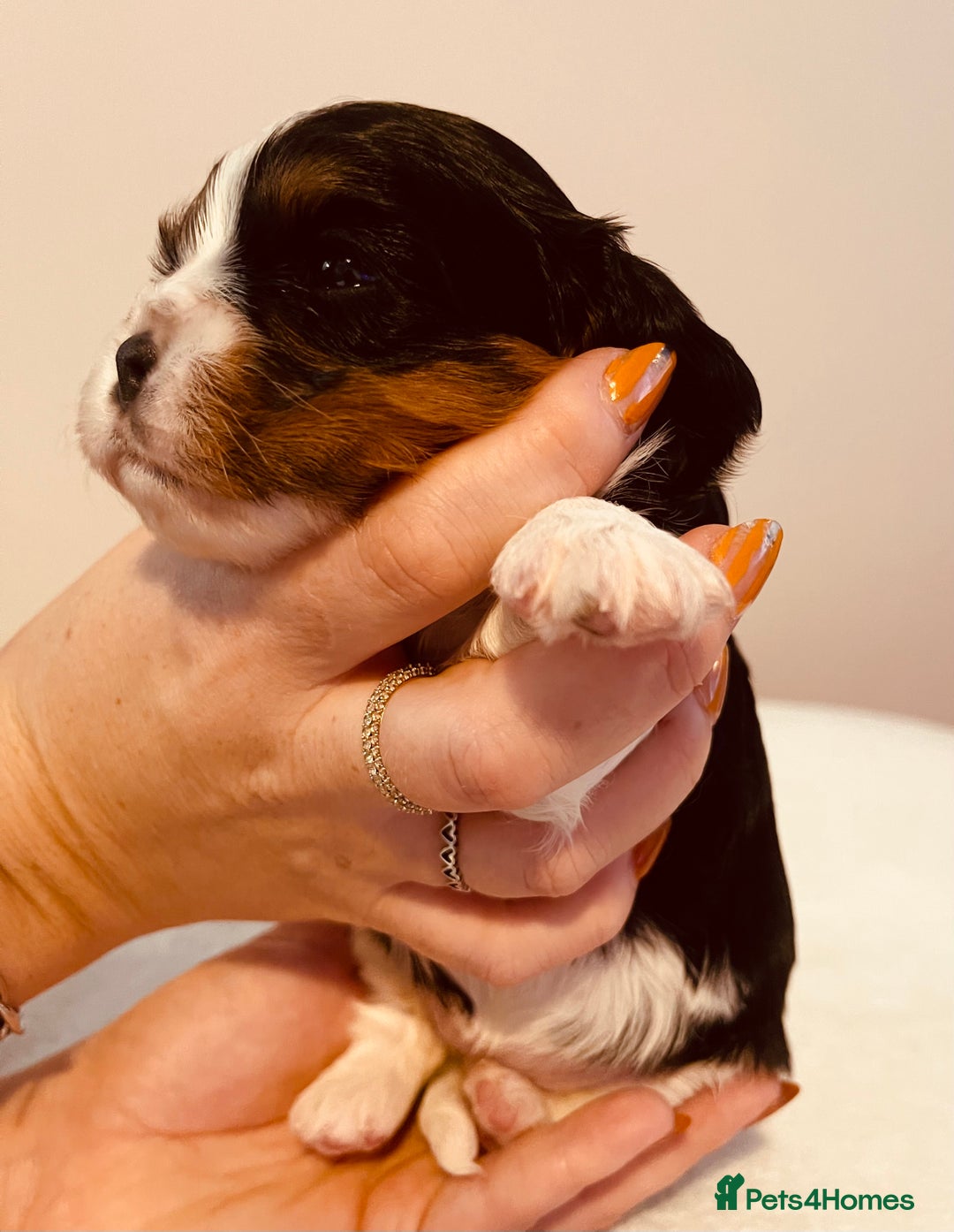 Cavalier King Charles Spaniel dogs for sale: Stunning KC Cavalier King Charles Spaniel Puppies. - Image 22