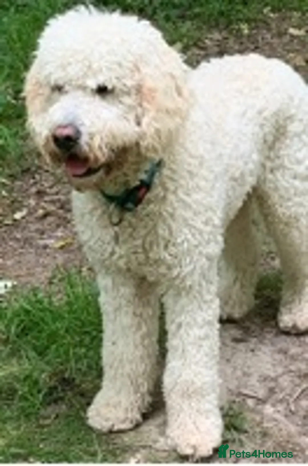 Labradoodle dogs for stud: Labradoodle Stud - Proven in Worthing - Advert 5