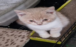 British Shorthair cats for sale: TWO BRITISH SHORTHAIR GCCF registered kittens - Image 6