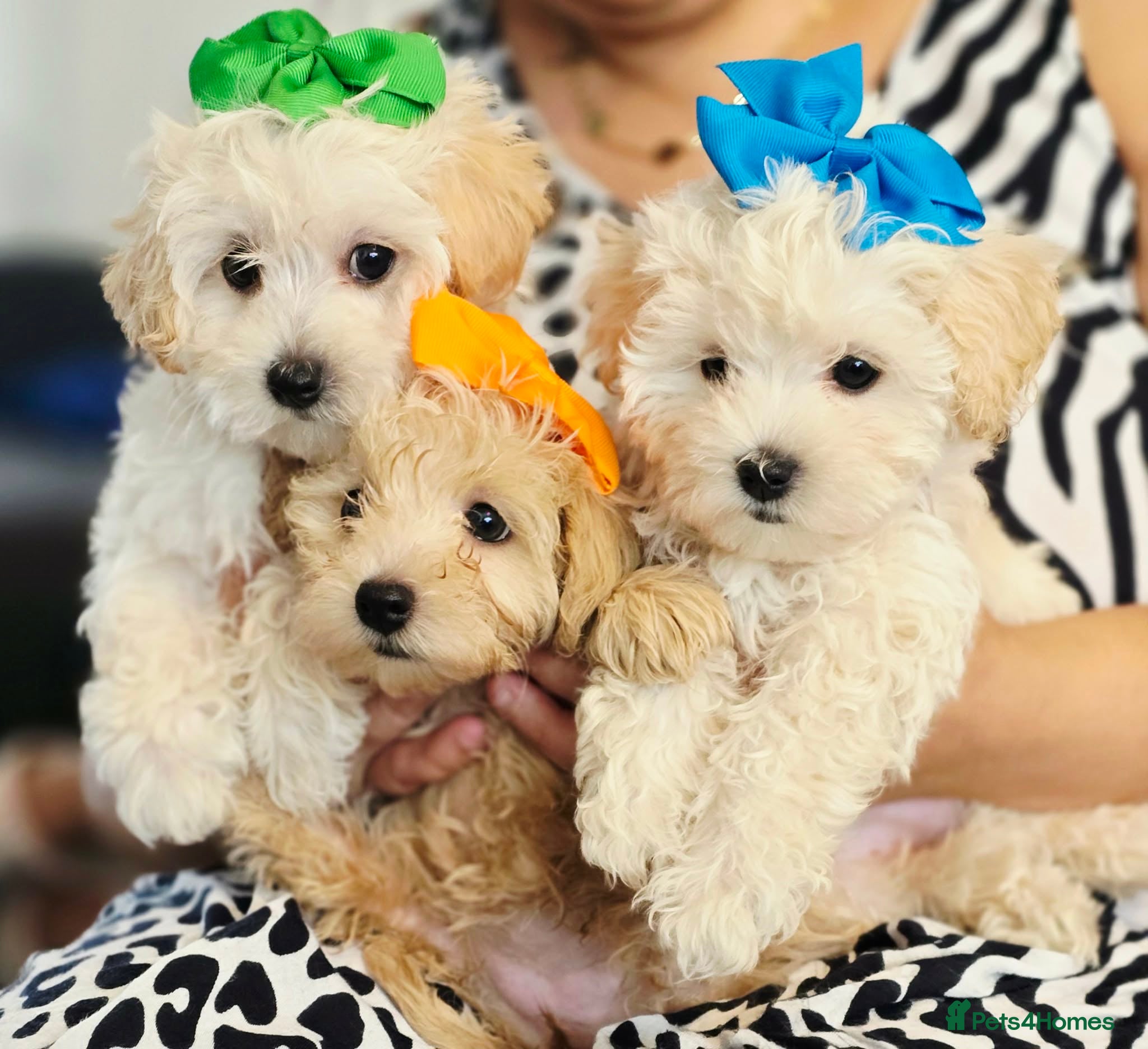 Maltipoo dogs Only 3 girls left . NEW PRICE!!!!!!!! - Advert 2