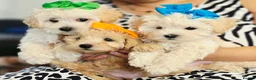 Maltipoo dogs for sale: £1000. 3 GIRLS LEFT . READY NOW . - Advert 1
