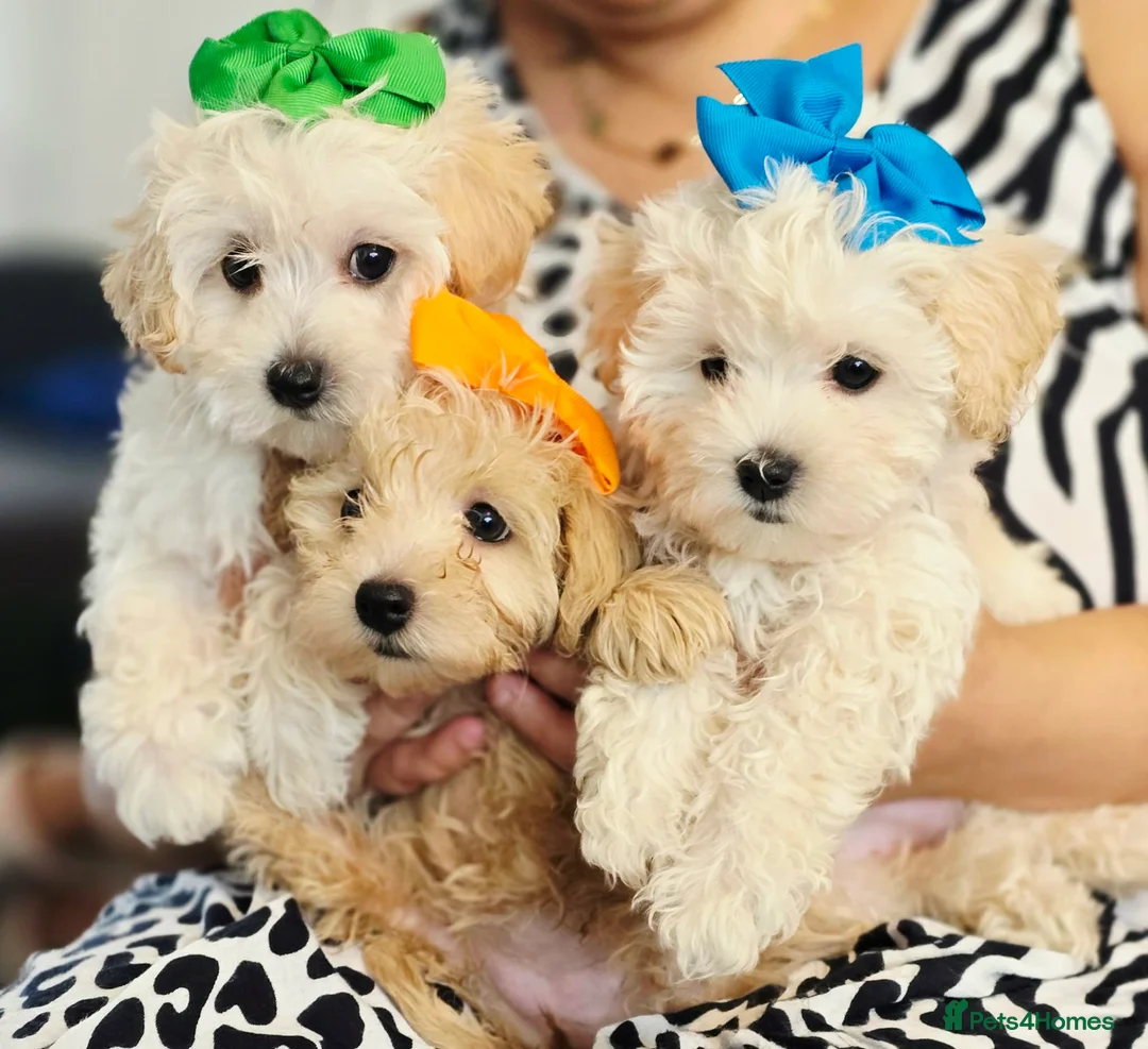 Maltipoo dogs for sale: £1000. 3 GIRLS LEFT . READY NOW . - Advert 1
