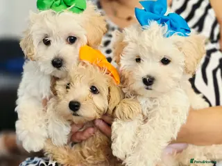 Maltipoo dogs Only 3 girls left . NEW PRICE!!!!!!!! - Advert 2