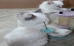 Ragdoll cats for sale: Ragdoll kittens  - Image 14