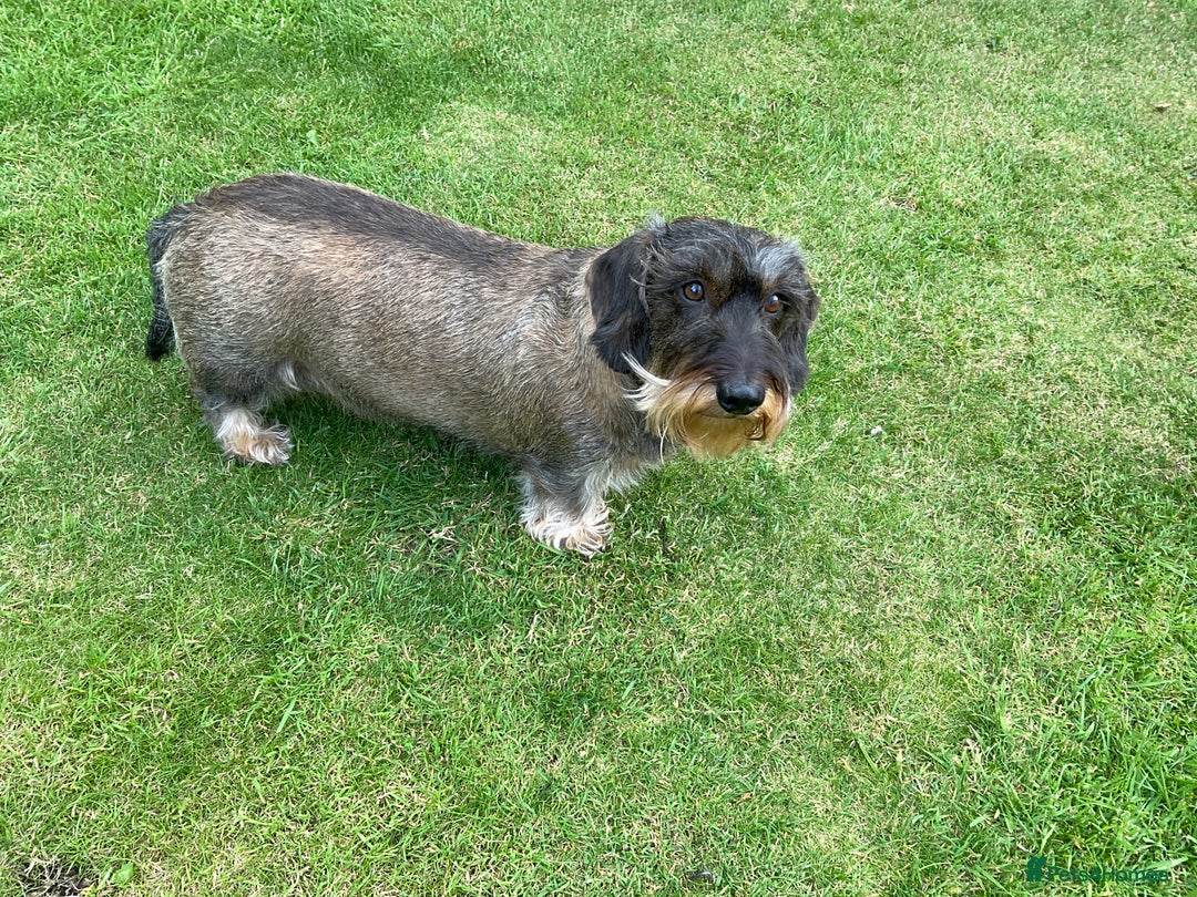 Dachshund dogs for sale: Standard Wirehaired Dacshund  - Image 2