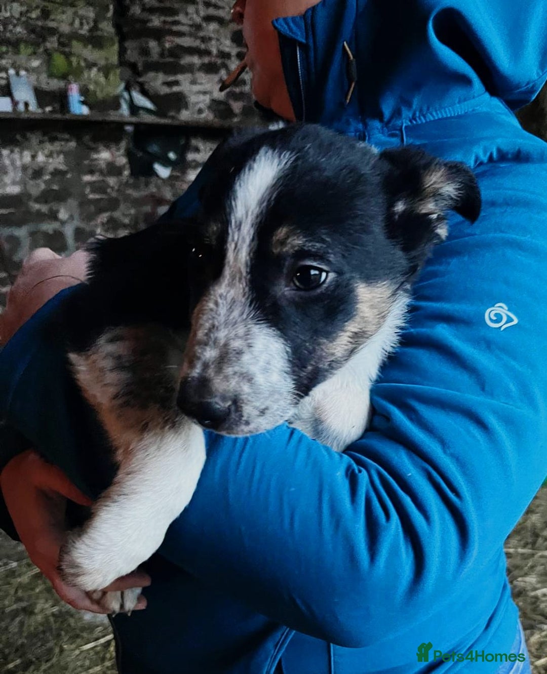 Border Collie dogs for sale: Beautiful collie puppies available  - Advert 5