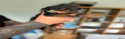 Rottweiler dogs for sale: Stunning Rottweiler Puppies  - Advert 14