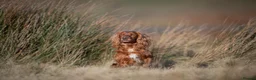 Cocker Spaniel dogs for sale: Stunning red working cocker puppies - Advert 2