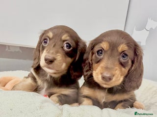 Miniature Dachshund dogs Absolutely stunning KC mini girls🩷🩷🌟 - Advert 4