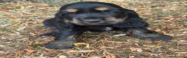 Cocker Spaniel 5
