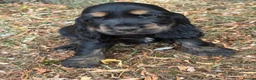 Cocker Spaniel dogs for sale: KC REGISTERED 100% SHOWTYPE HEALTH TESTED PARENTS - Advert 8