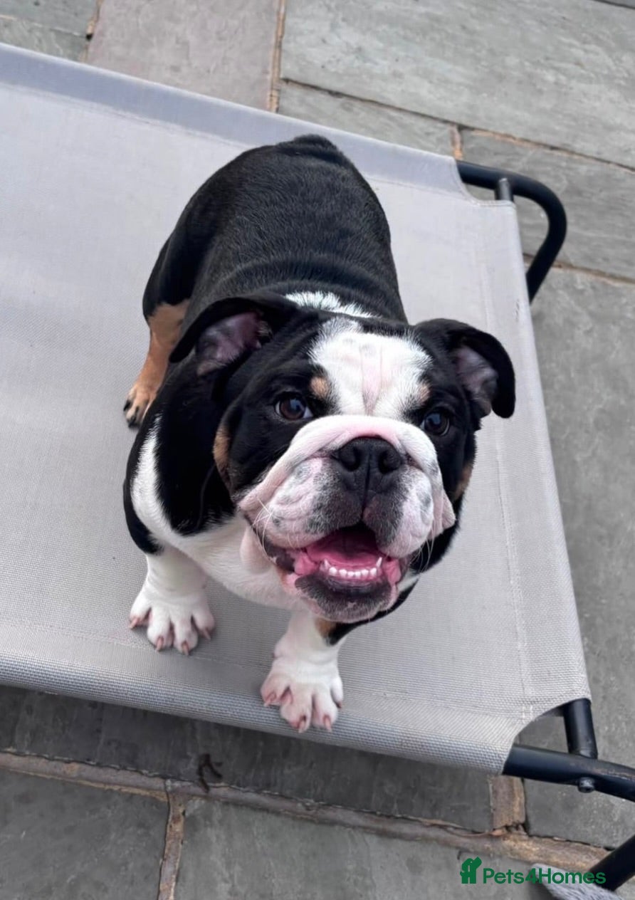 English Bulldog dogs 🐶 2 Gorgeous Male English Bulldog Puppies 🐶 - Advert 2