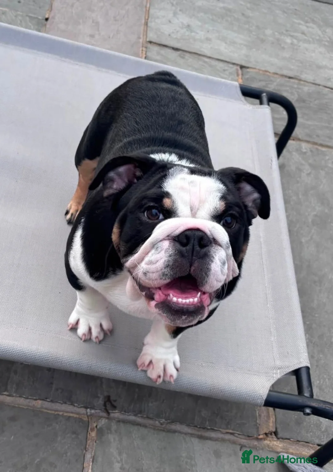 English Bulldog dogs for sale: 🐶 2 Gorgeous Male English Bulldog Puppies 🐶 - Advert 1