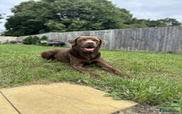 Labrador Retriever dogs for stud: Male for stud - Image 1
