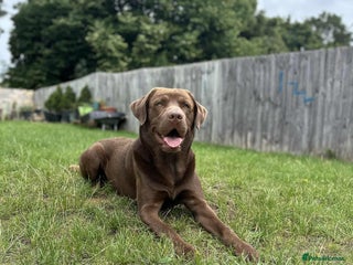 Labrador Retriever dogs - Advert 35