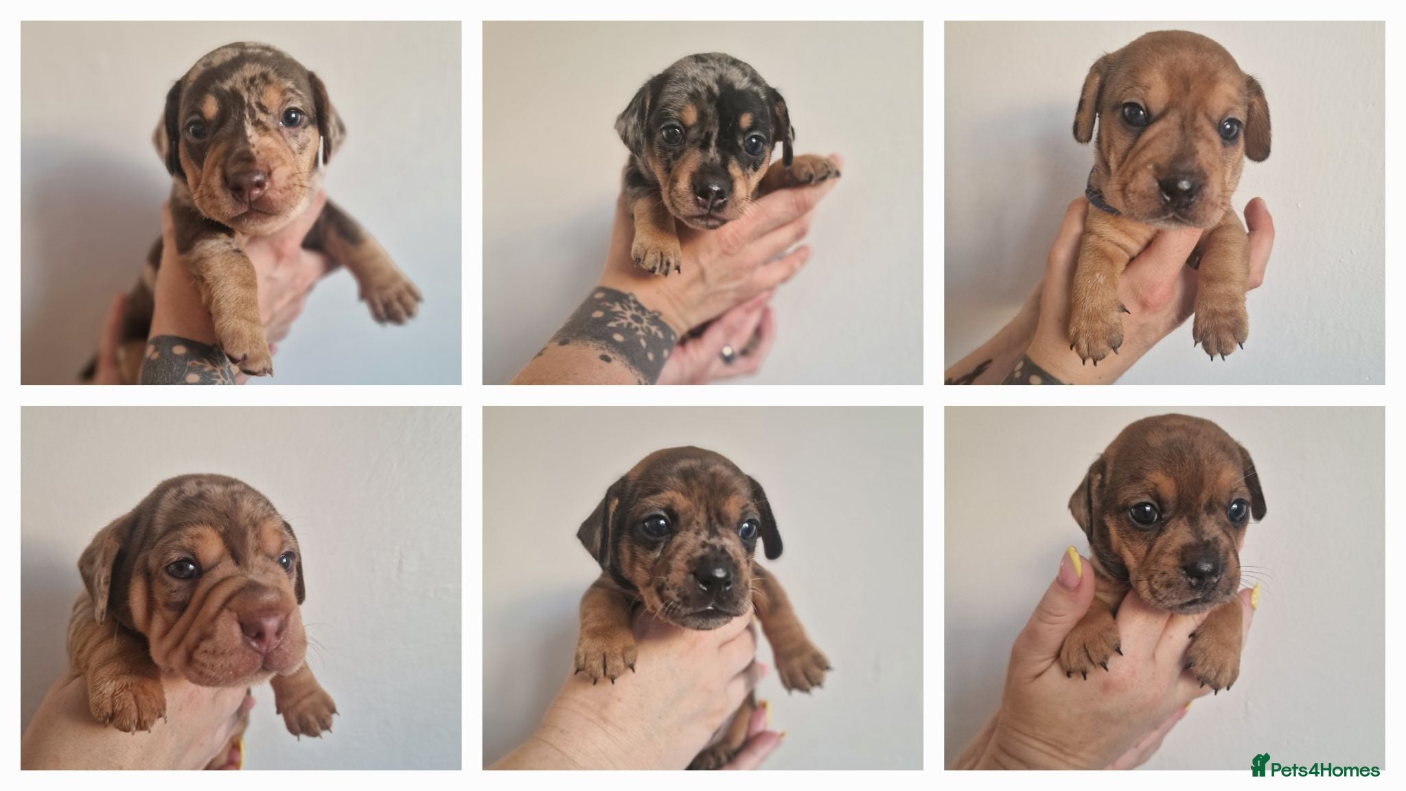 Mixed Breed dogs French Bulldog x Miniature Dachshund Puppies - Advert 14