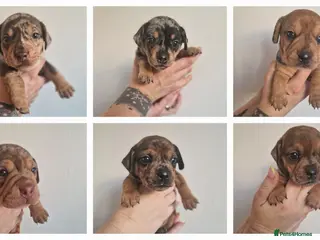 Mixed Breed dogs French Bulldog x Miniature Dachshund Puppies - Advert 14
