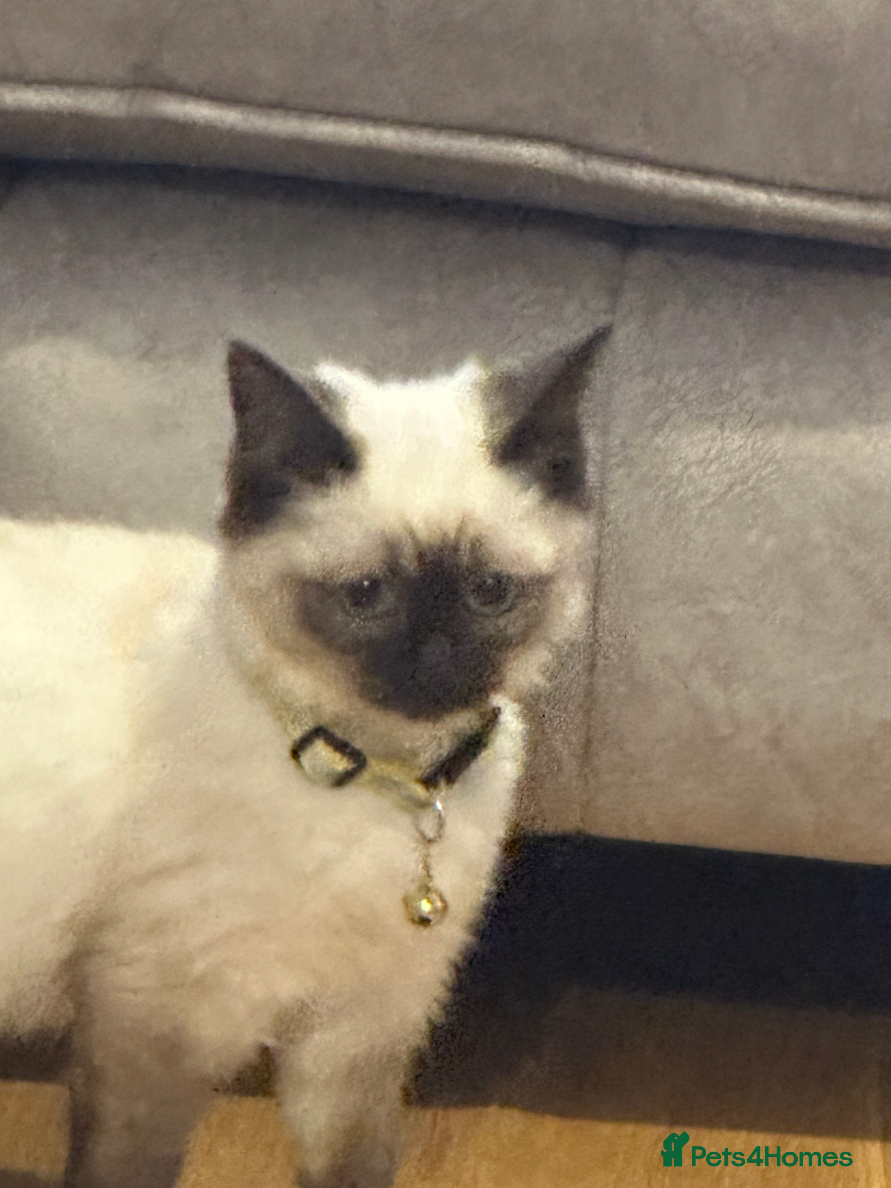 Ragdoll cats Sealpoint Ragdoll Kittens ONLY 2 LEFT - Advert 2