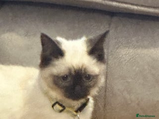 Ragdoll cats Sealpoint Ragdoll Kittens ONLY 2 LEFT - Advert 2