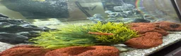 Angelfish fish for sale: Free Red pleco and angelfish  - Advert 2