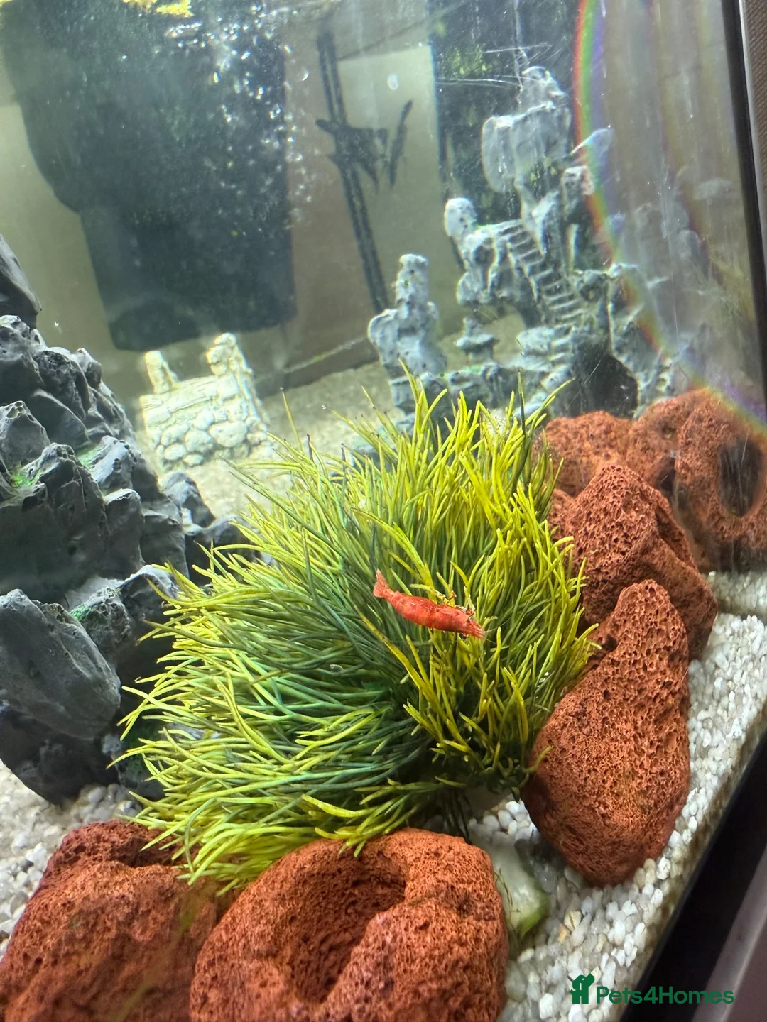 Angelfish fish for sale: Free Red pleco and angelfish  - Advert 2