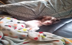English Springer Spaniel dogs for sale: Springer spaniel  - Image 1