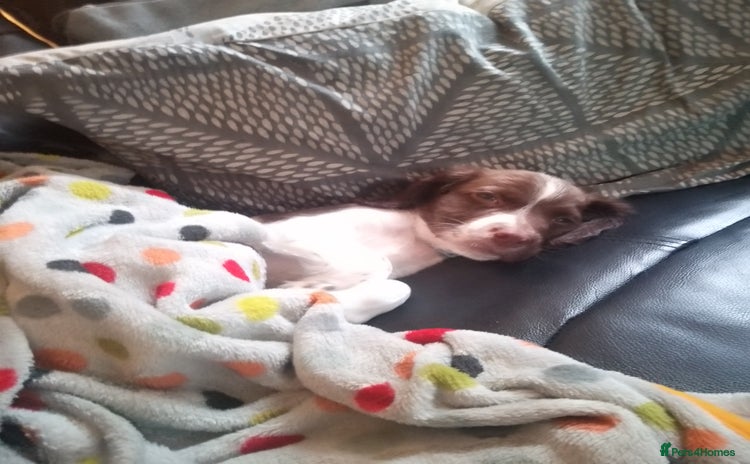 English Springer Spaniel dogs - Advert 1