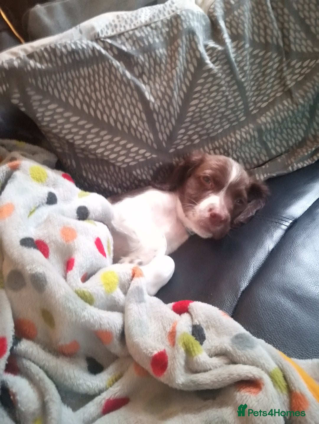 English Springer Spaniel dogs for sale: Springer spaniel  - Image 1