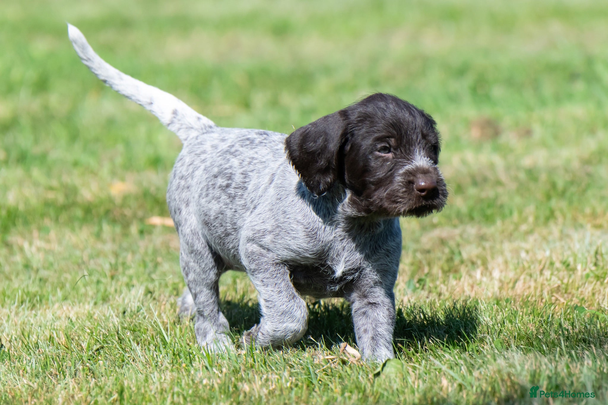 German Wirehaired Pointer dogs BEAUTIFUL HEALTHY KC REGISTERED GWP PUPS - Advert 2
