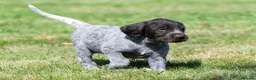 German Wirehaired Pointer dogs for sale: 1ST VACC GIVEN, HEALTH CHECKED KC REG GWP PUPS  - Advert 5