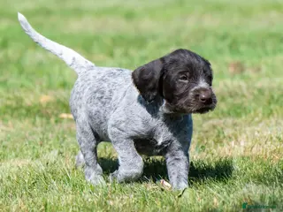 German Wirehaired Pointer dogs BEAUTIFUL HEALTHY KC REGISTERED GWP PUPS - Advert 2