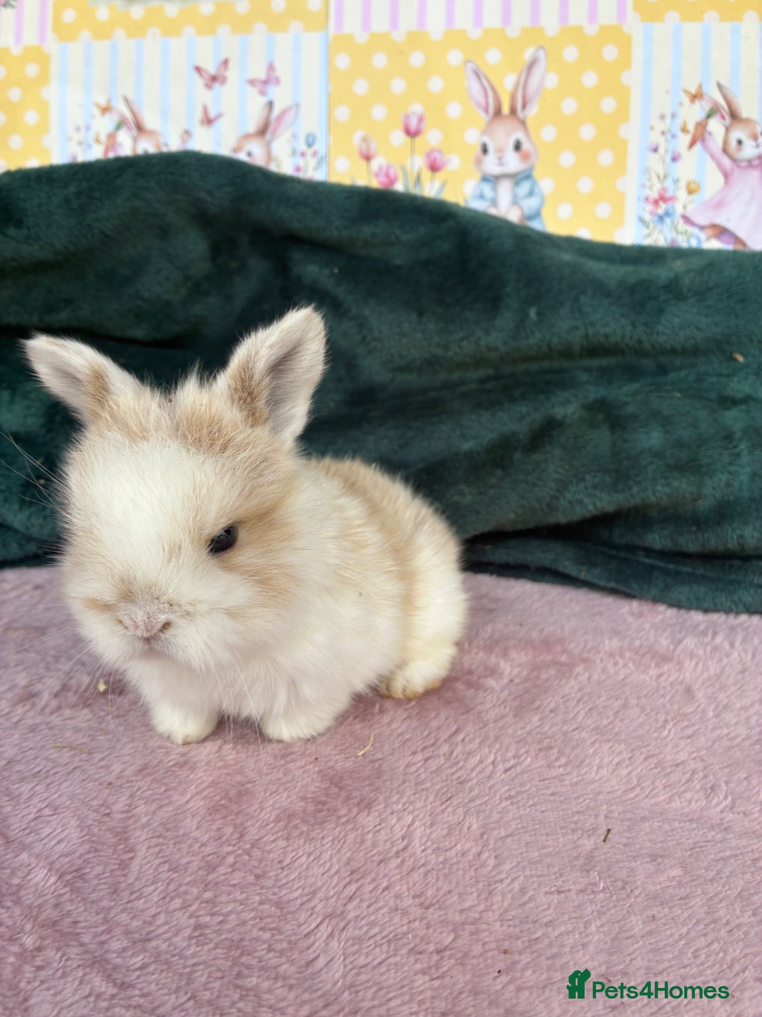 Mini Lop rabbits MINI LOPS🌸💙 - Advert 1