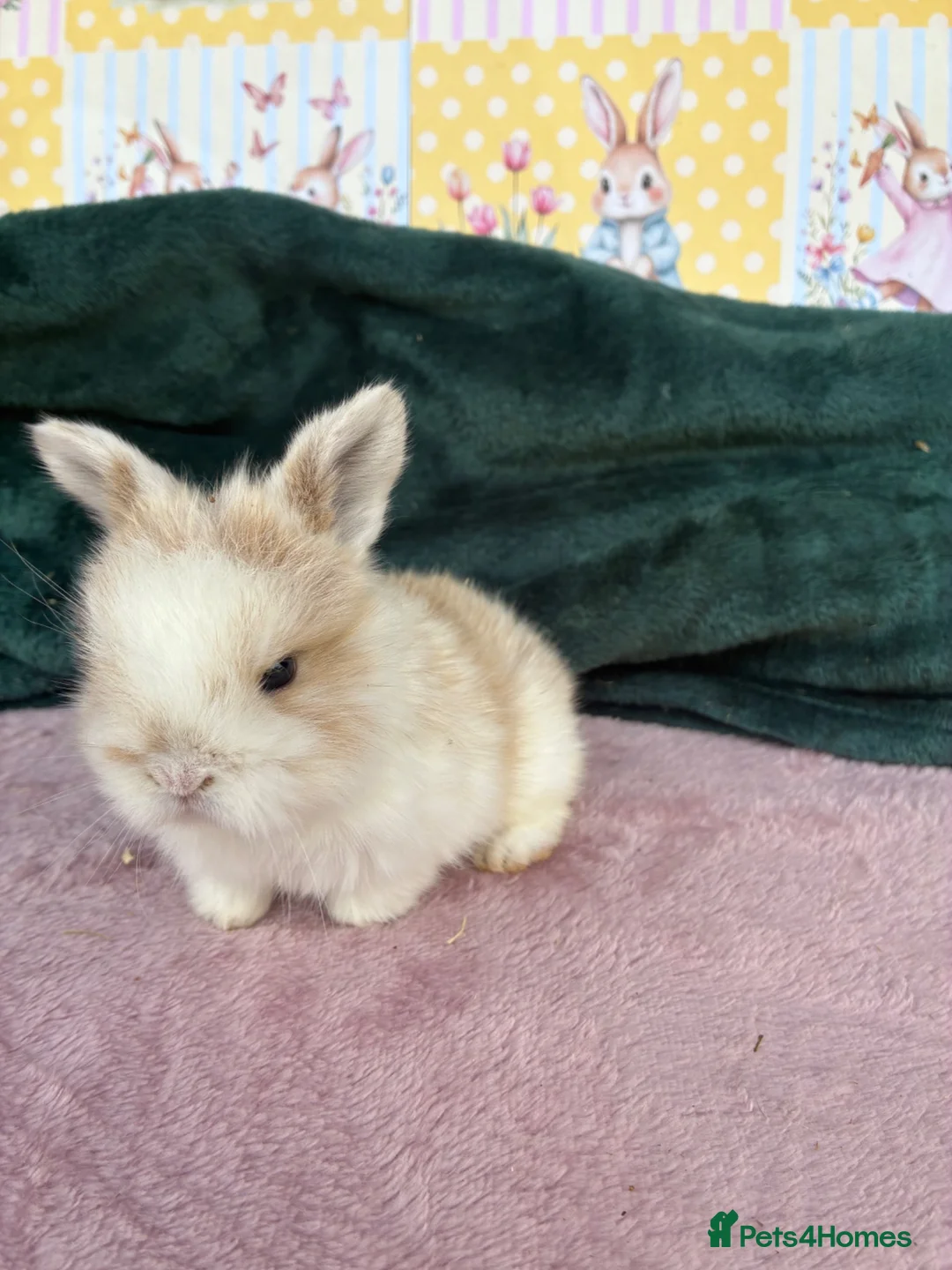 Mini Lop rabbits for sale: MINI LOPS🌸💙 - Advert 1