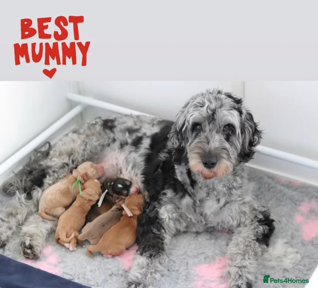 Cockapoo dogs for stud: Stunning Sable F1 Cockapoo DNA health tested clear in Cannock - Advert 23