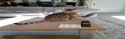 Bengal cats for sale: Bengal female cat 14 months old in Washington - Advert 5