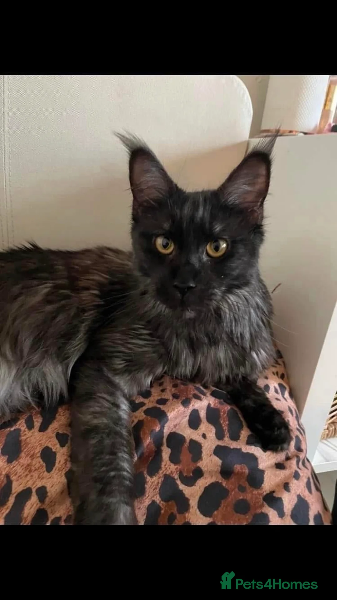 Maine Coon cats for sale: GCCF Reg Black Smoke Maine Coon Kittens - Advert 2