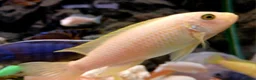 Cichlids fish for sale: African cichlids - Advert 6