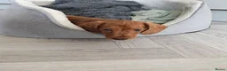 Dachshund dogs for sale: Miniature dachshund dapple boy and caramel girl - Advert 25