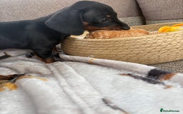 Miniature Dachshund dogs for sale: Black & Tan Minature Dachshunds⭐️ in Leicester - Image 9