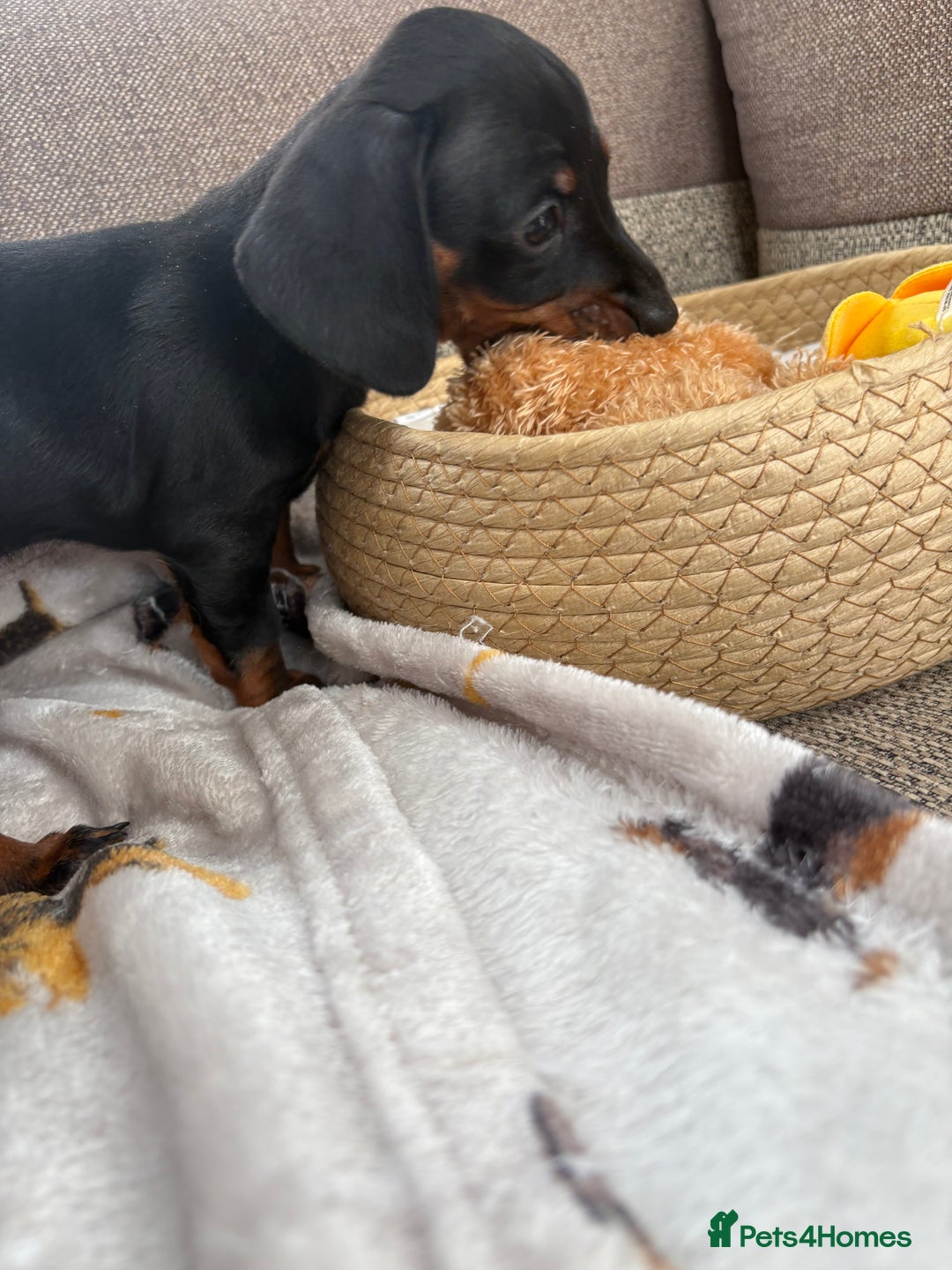 Miniature Dachshund dogs for sale: Black & Tan Minature Dachshunds⭐️ in Leicester - Image 9