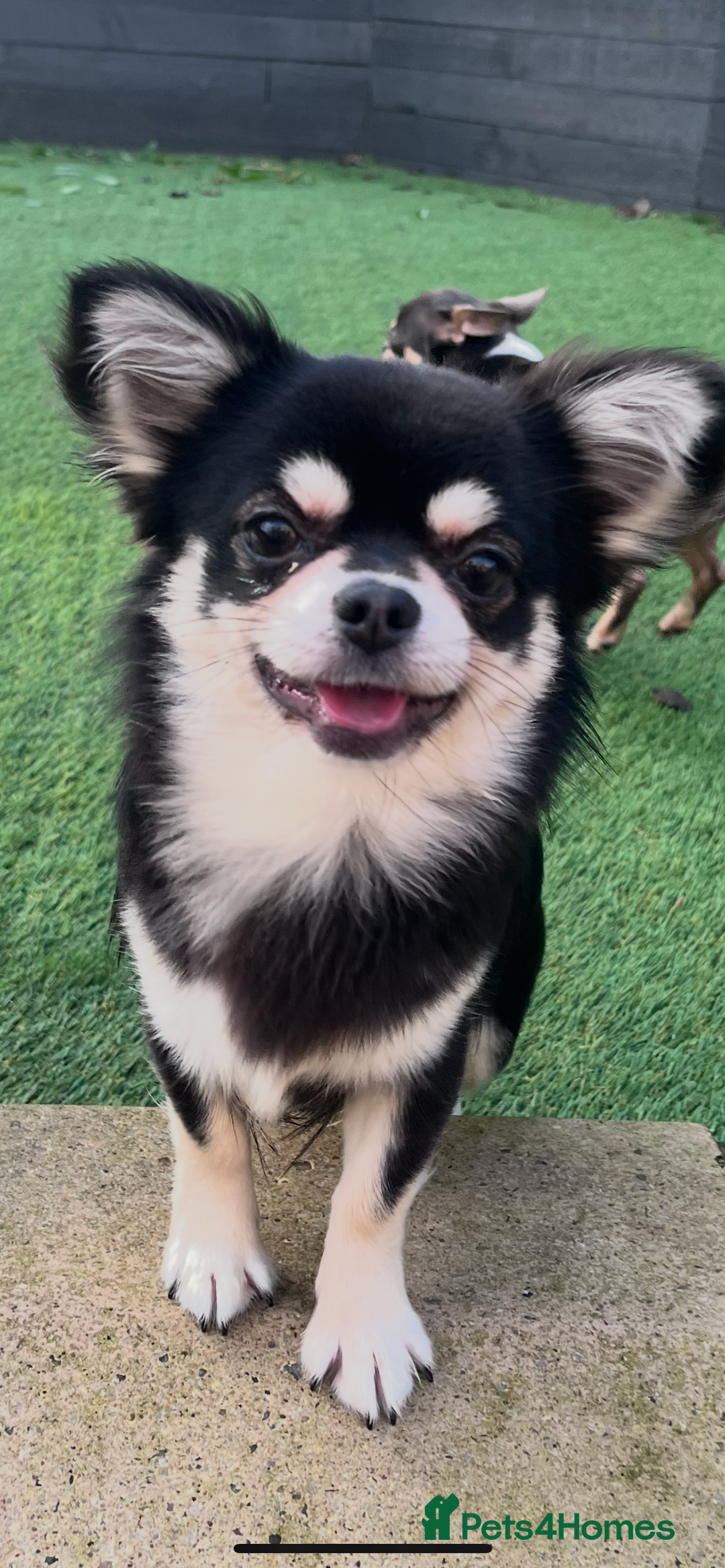 Chihuahua dogs for stud: Handsome long coat fluffy boy for stud  - Advert 4