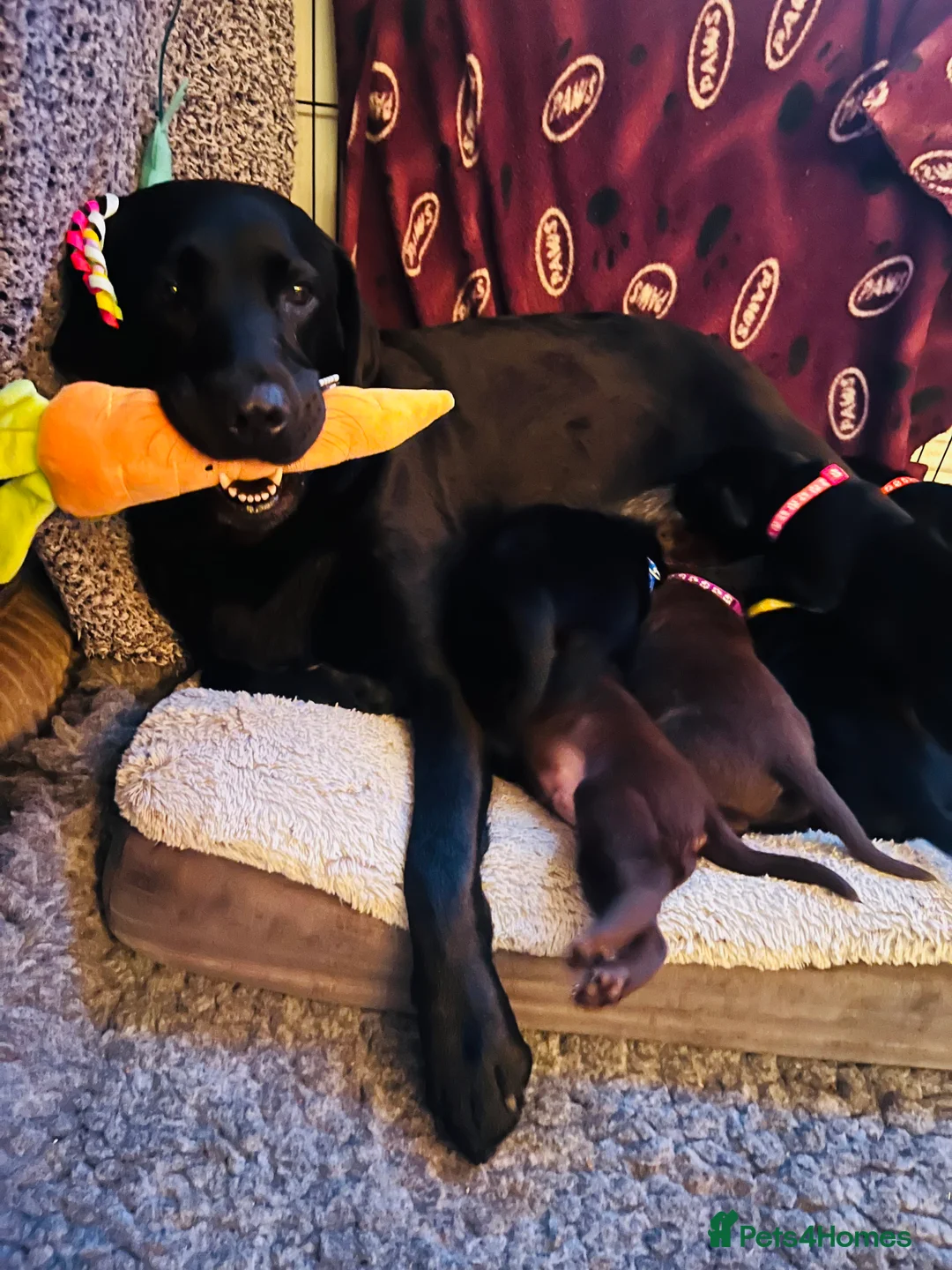 Labrador Retriever dogs for sale: Black Labrador male pup - Advert 4