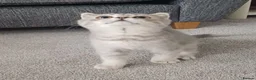 Scottish Fold cats for sale: Affectionate Lovable Scottish Babies - Advert 7