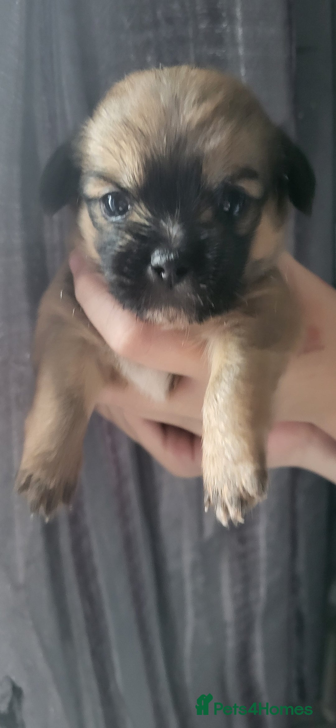 Mixed Breed dogs for sale: shitzu x chihuahua puppies - Image 8